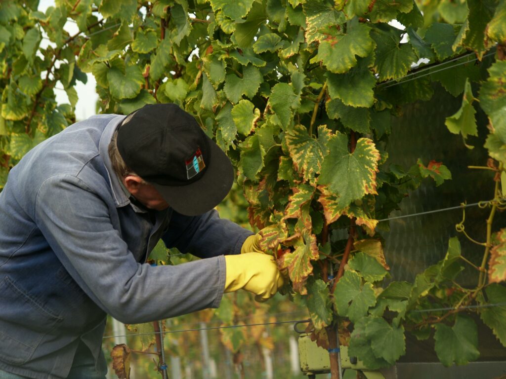 A farmer carefully picks grapes in a vineyard during harvest season.